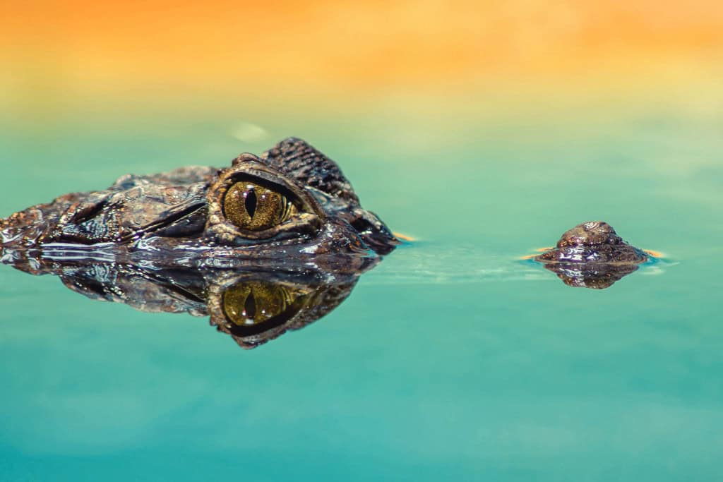 Alligator’s head peeking above still water, reflected in the surface, symbolizing balance between the conscious and subconscious in alligator spirit animal meaning.