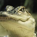 Close-up of an alligator’s face with its mouth closed, showing its armored skin and calm demeanor, a reminder of protection, resilience, and inner strength.