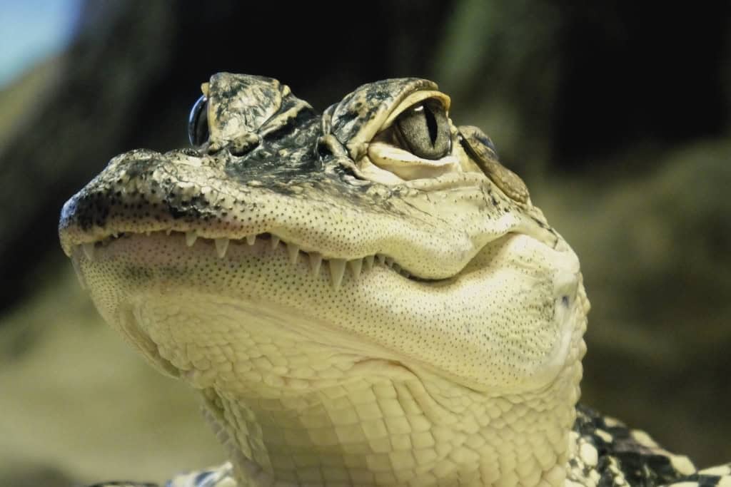 Close-up of an alligator’s face with its mouth closed, showing its armored skin and calm demeanor, a reminder of protection, resilience, and inner strength.