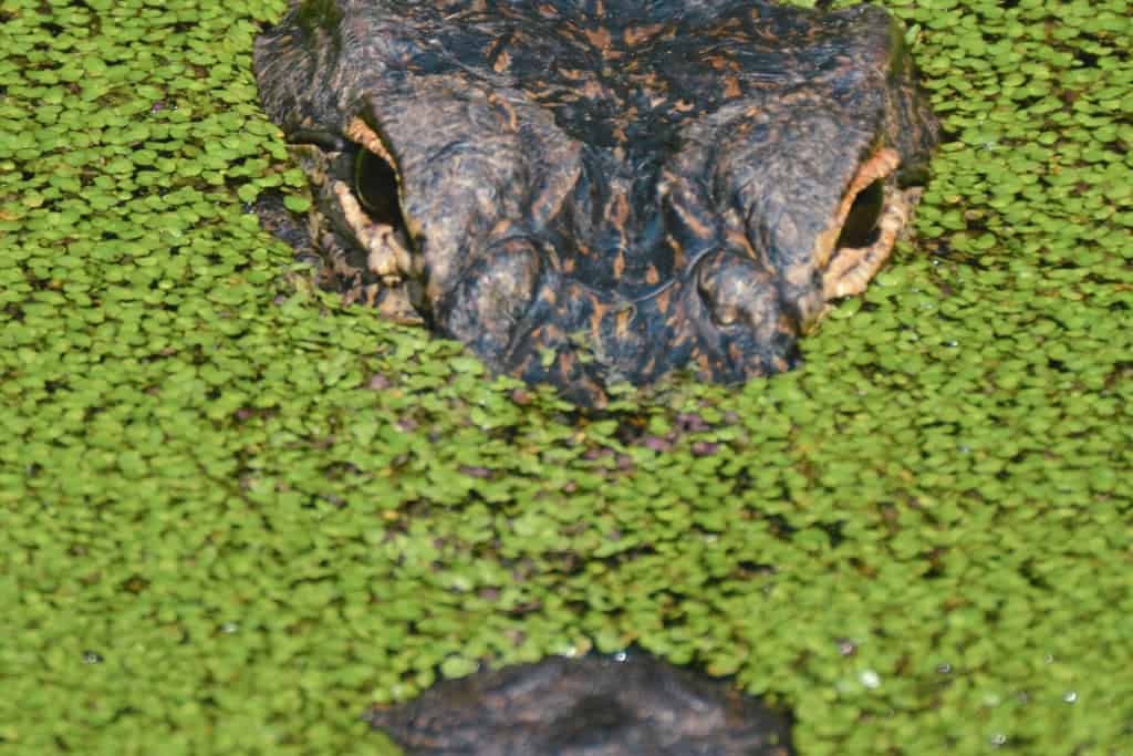 Alligator partially submerged in green swamp plants, eyes barely visible above the water, reflecting the spirit animal’s lessons of patience, stealth, and hidden strength.