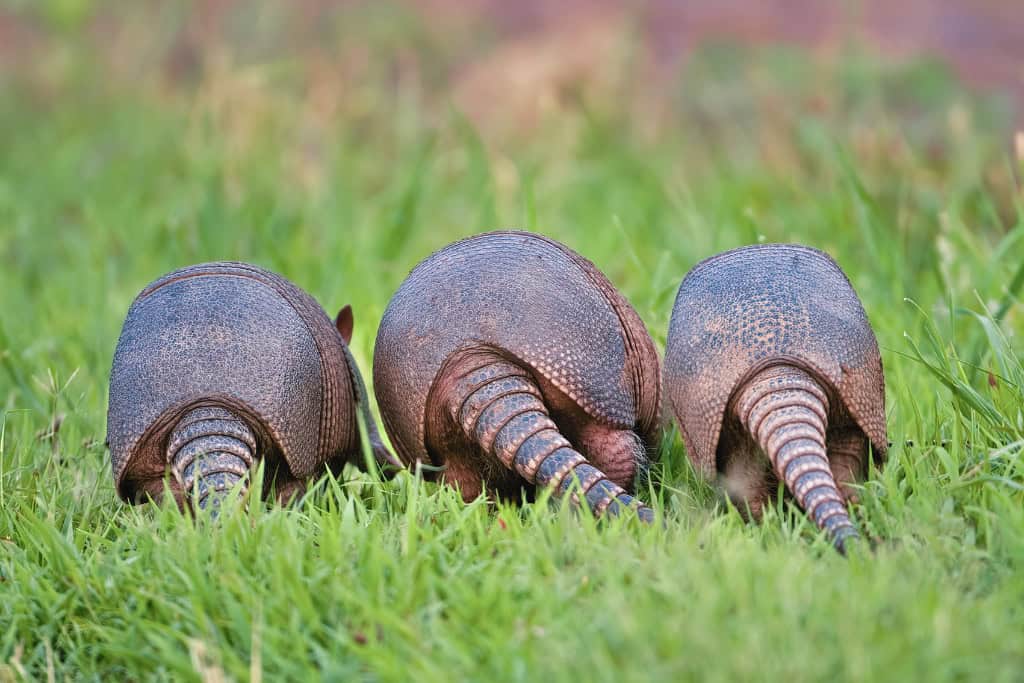 Unlock the Armadillo Spirit Animal Meaning Guidance in Life & Dreams Three Armadillos side by side with tails visible in grass – a rare group moment, symbolizing grounding, community, and shared protection in Armadillo symbolism.