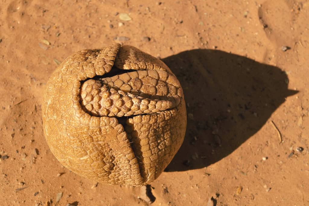 Unlock the Armadillo Spirit Animal Meaning Guidance in Life & Dreams Armadillo curled tightly into a ball on desert soil – illustrating its iconic defense posture, a direct symbol of boundaries and spiritual self-protection.