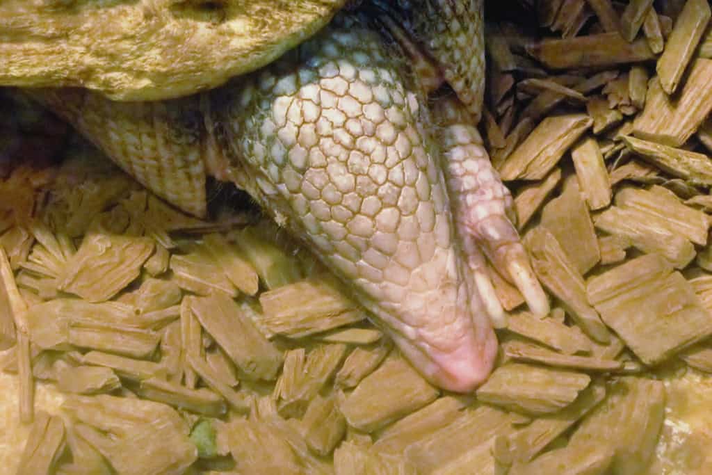 Unlock the Armadillo Spirit Animal Meaning Guidance in Life & Dreams Close-up of an Armadillo’s armored snout and claws – showing its textured shell and digging ability, connecting to themes of boundaries, defense, and uncovering hidden truths.