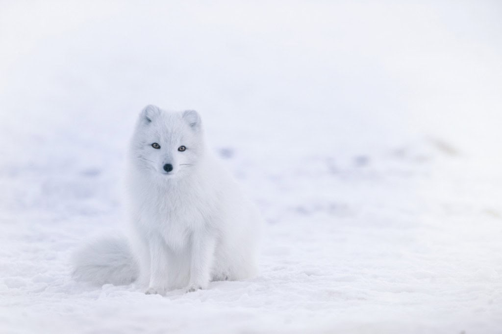 A white Arctic fox sitting alone in a snowy tundra, looking directly forward. Symbolizes clarity, stillness, and the guiding presence of the Arctic Fox spirit animal.