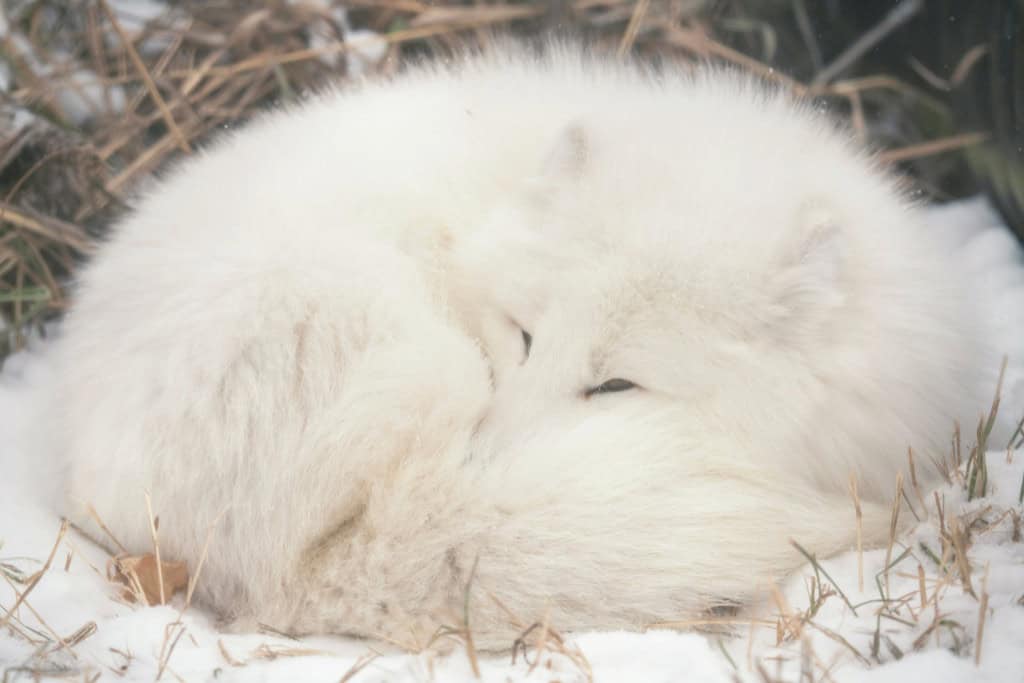 A white Arctic fox curled into a ball in the snow, resting with its tail covering its body. Evokes the spirit animal’s themes of protection, warmth, and conserving energy.