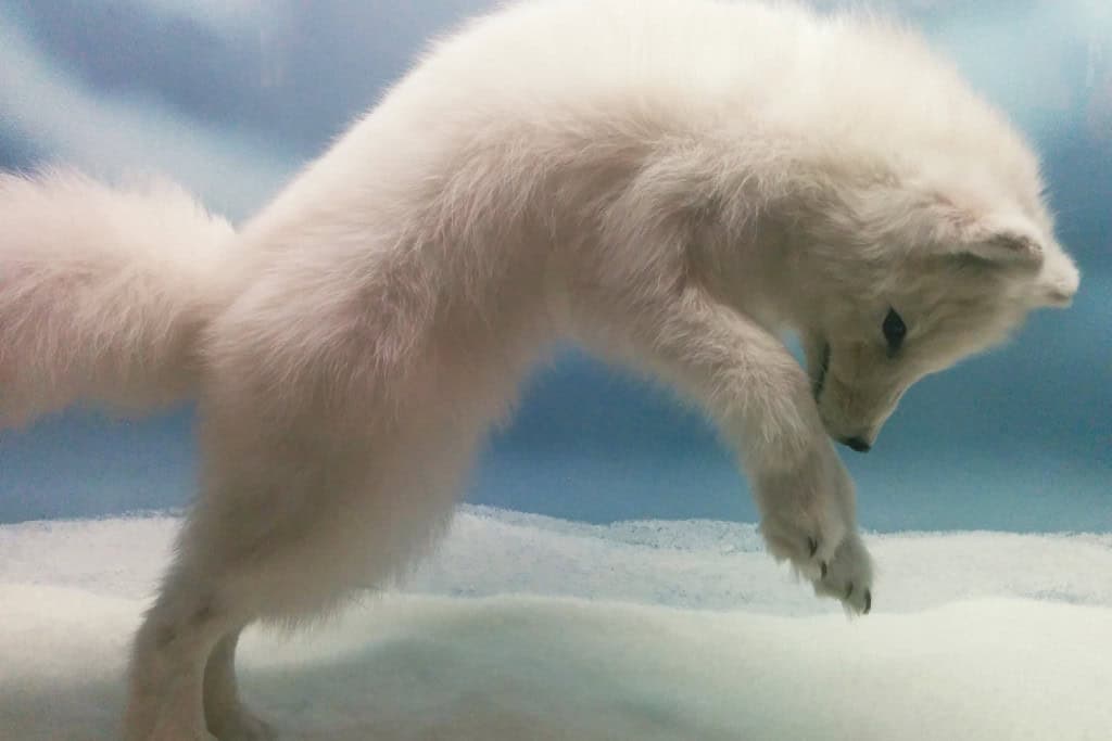An Arctic fox mid-leap in snow, focused and precise in its movement. Reflects the fox’s clever hunting skills and its spirit animal symbolism of timing and intuition.