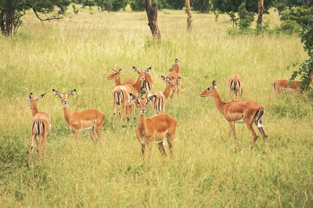 Discover the True Antelope Spirit Animal Meaning A herd of antelopes in a grassy field, emphasizing community connection and collective awareness often associated with the antelope spirit animal.