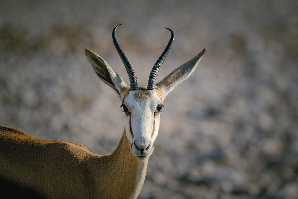 Discover the True Antelope Spirit Animal Meaning Close-up of an antelope with sharp, spiraled horns and focused eyes, reflecting the perception and alertness of the antelope spirit animal.