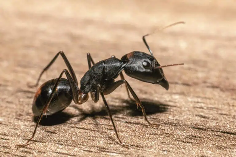 A black carpenter ant on a wooden surface, highlighting independence, strength, and the grounded determination of the ant spirit animal.
