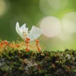 Ants working together to carry leaf fragments on moss, reflecting resilience, shared effort, and the spiritual teaching of collective strength.