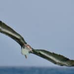 An albatross soaring in the open sky with its vast wingspan fully extended, embodying freedom, exploration, and the limitless nature of the soul.
