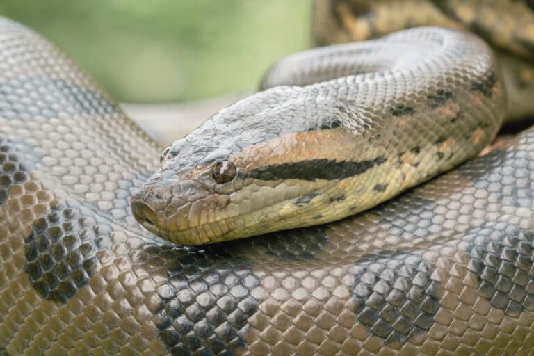 Close-up of anaconda coiled on itself — Detailed scales and focused gaze highlight the themes of power, patience, and adaptability.