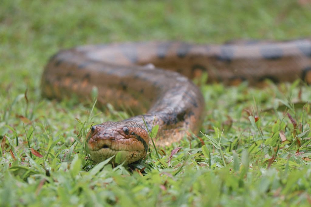 Anaconda stretched across green grass — The grounded presence of the snake reflects fertility, renewal, and connection to Mother Earth.