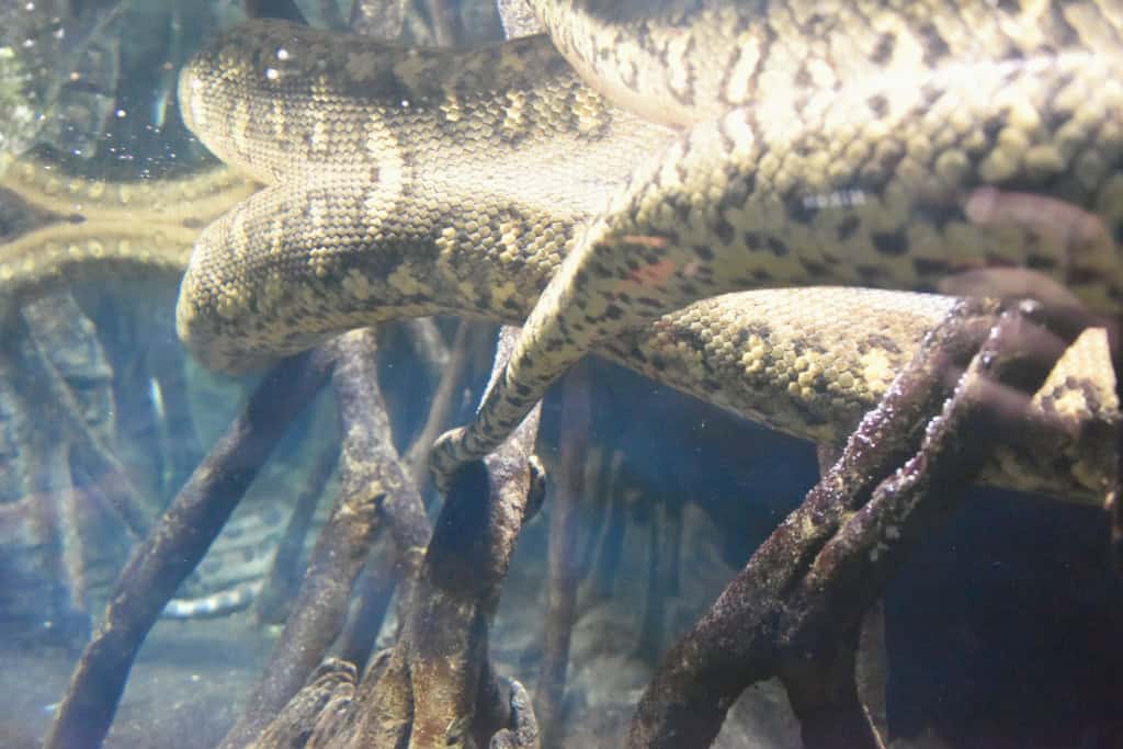 Anaconda body coiled among underwater roots — The patterned scales show strength and grounding, symbolizing boundaries and transformation.