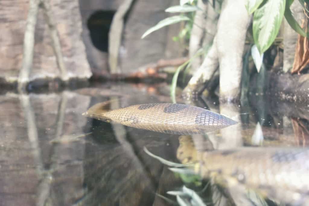 Close-up of anaconda body partially submerged in water — The serpent floats quietly, reflecting the patience and hidden wisdom of the Anaconda Spirit Animal.