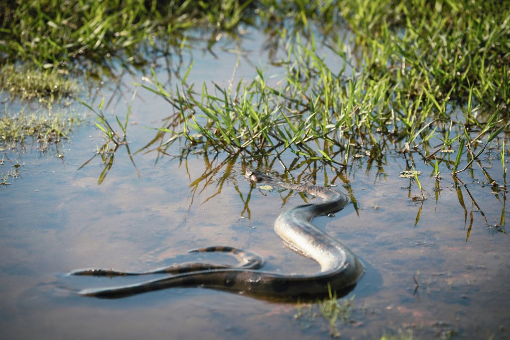Anaconda moving through shallow water surrounded by grass — The large snake glides across the wetlands, symbolizing the Anaconda Spirit Animal’s connection to rivers and emotional depth.