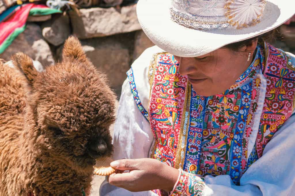 What The Alpaca Spirit Animal Reveals About You - Sabiduri | Spiritual ...