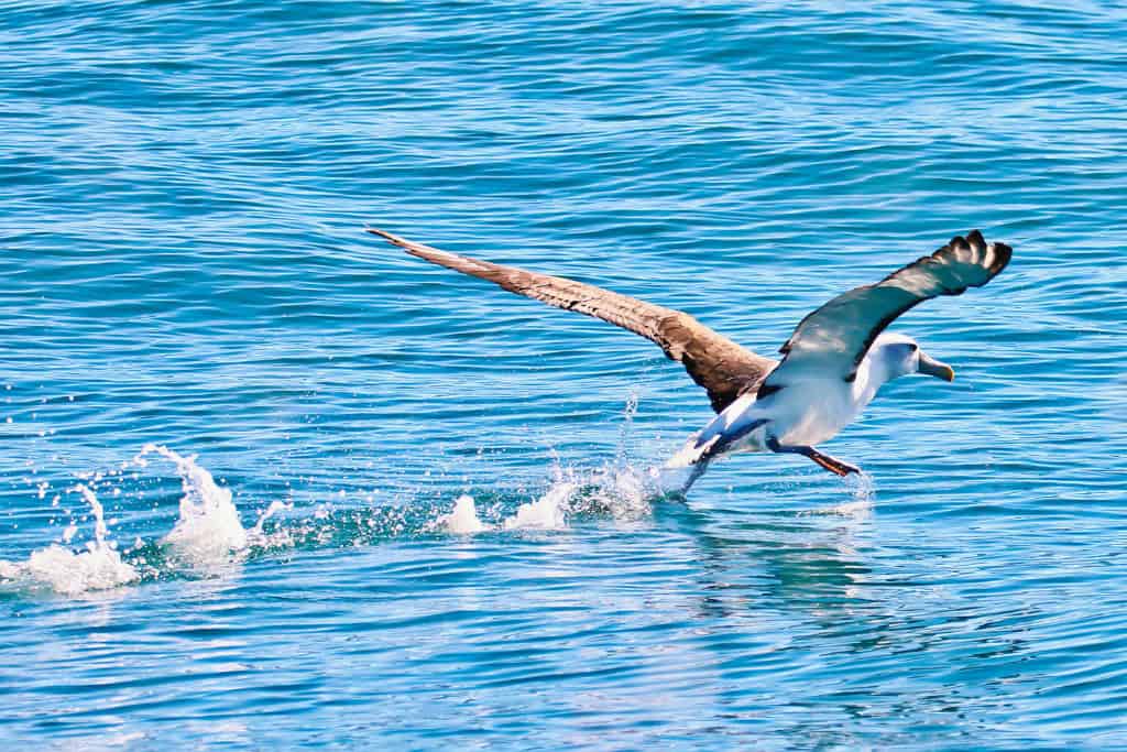 An albatross skimming the surface of the sea with wings outstretched, representing new beginnings and the ability to ride life’s currents with grace.