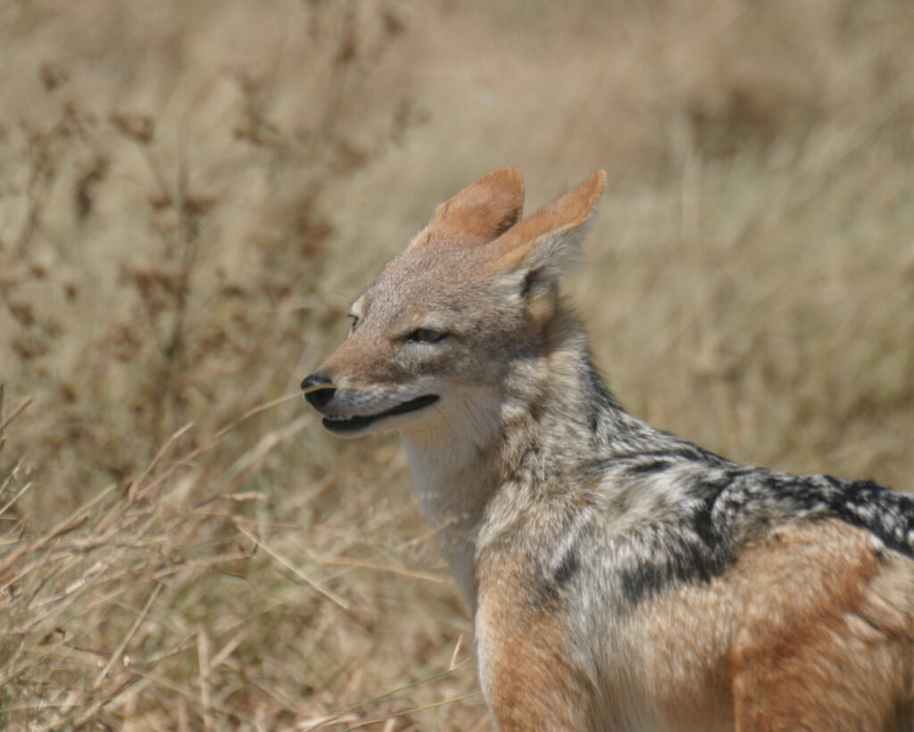 Jackal Spirit Animal Meaning A jackal standing in tall dry grass under the sunlight, representing the adaptability and confidence of the Jackal spirit animal.