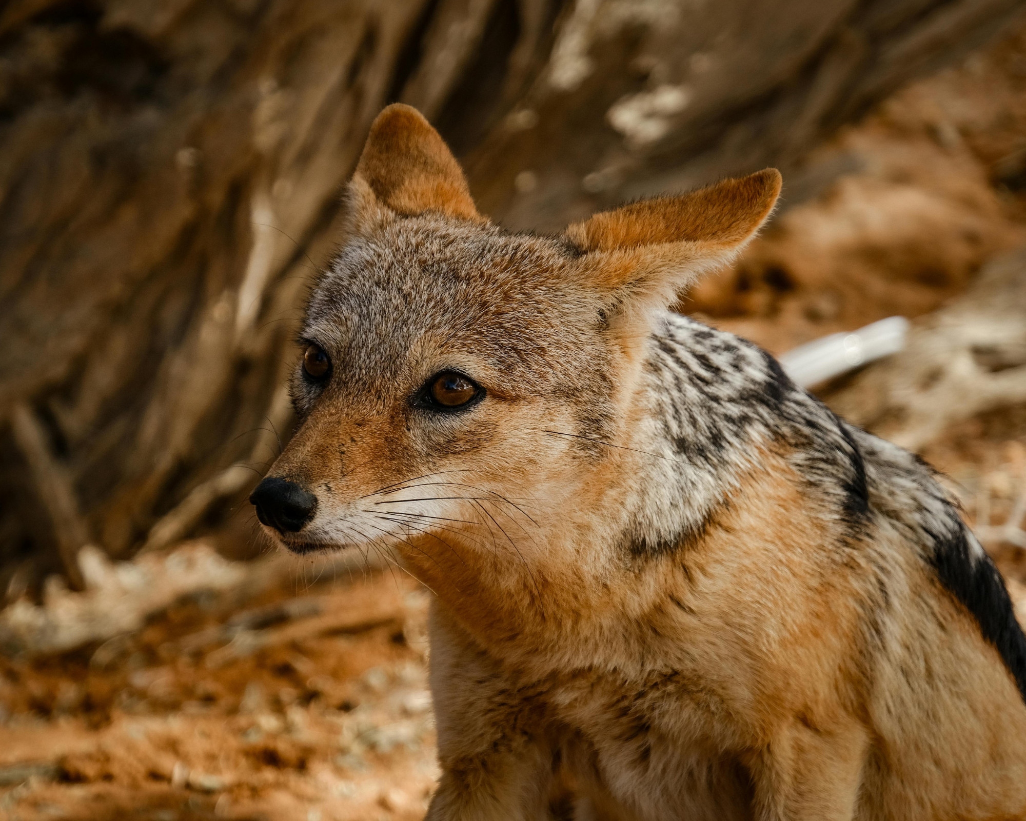 Jackal Spirit Animal Meaning A close-up of a jackal standing in sandy terrain, its alert eyes reflecting the cunning and awareness of the Jackal spirit animal.