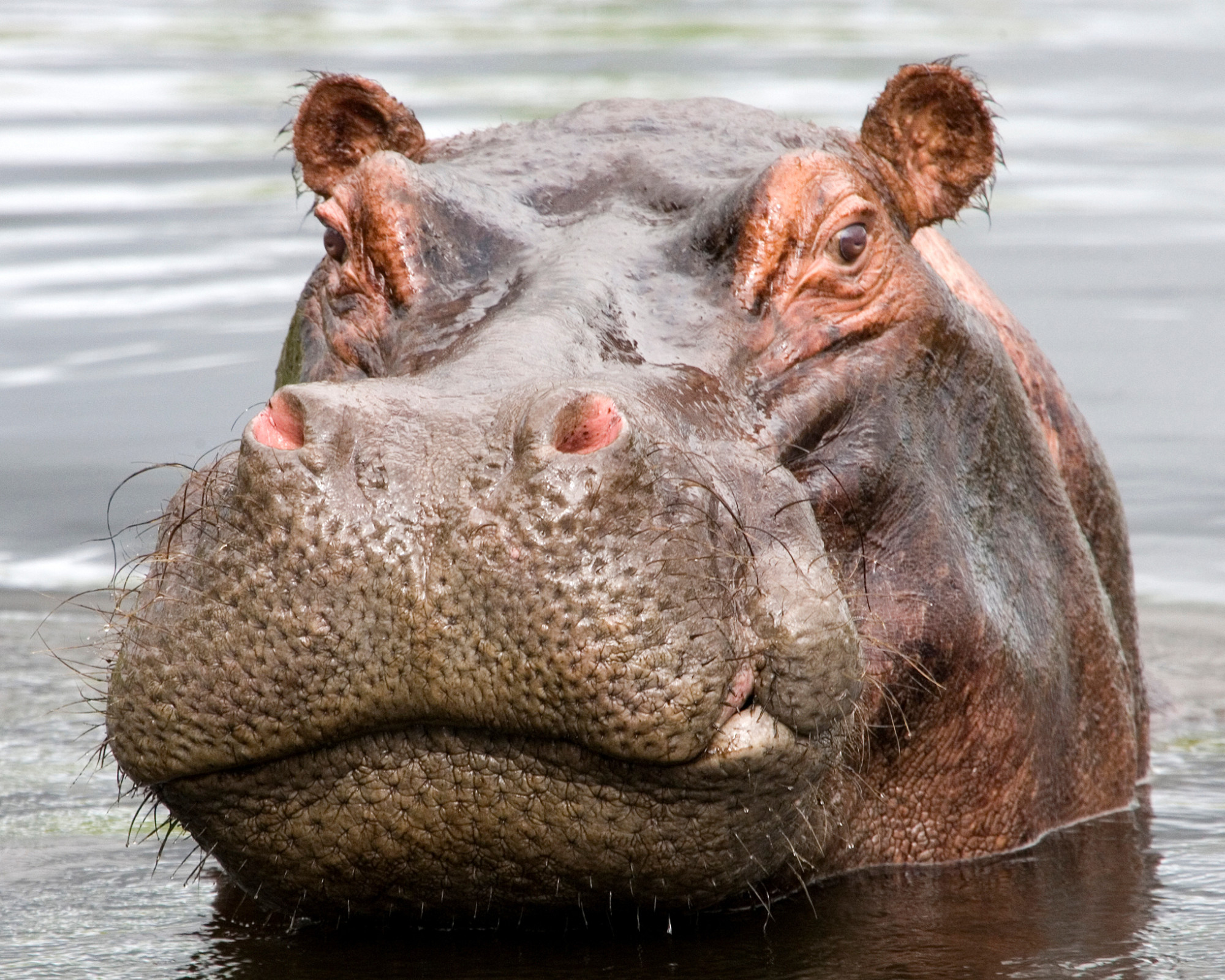 A hippo calmly gazing from the river, showing the serene yet strong presence of the Hippopotamus Spirit Animal.