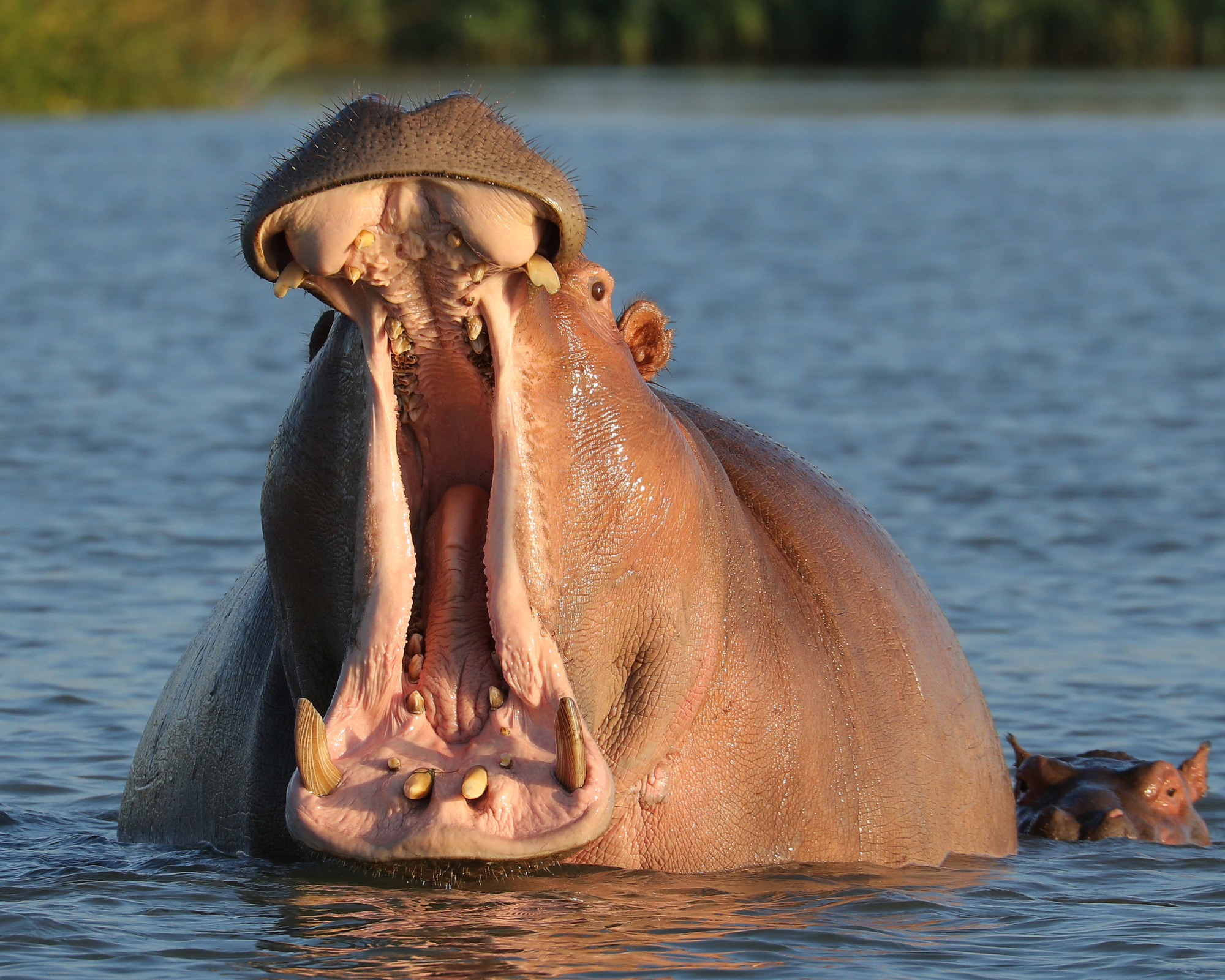 A hippopotamus yawning widely in the water, expressing the raw power and courage of the Hippopotamus Spirit Animal.