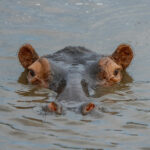 Eyes and ears of a hippo above the river surface, representing the silent awareness and intuition of the Hippopotamus Spirit Animal.
