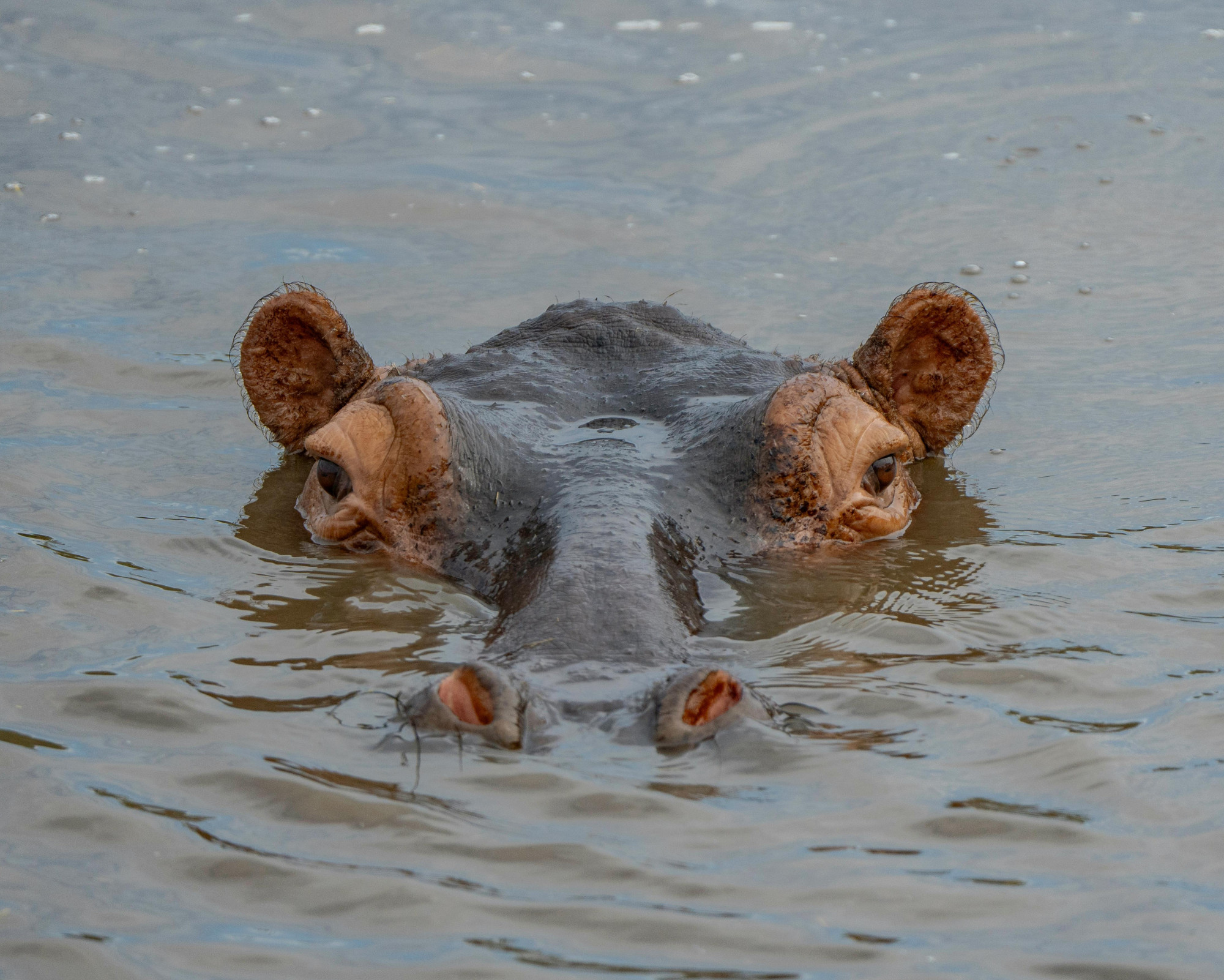 Eyes and ears of a hippo above the river surface, representing the silent awareness and intuition of the Hippopotamus Spirit Animal.