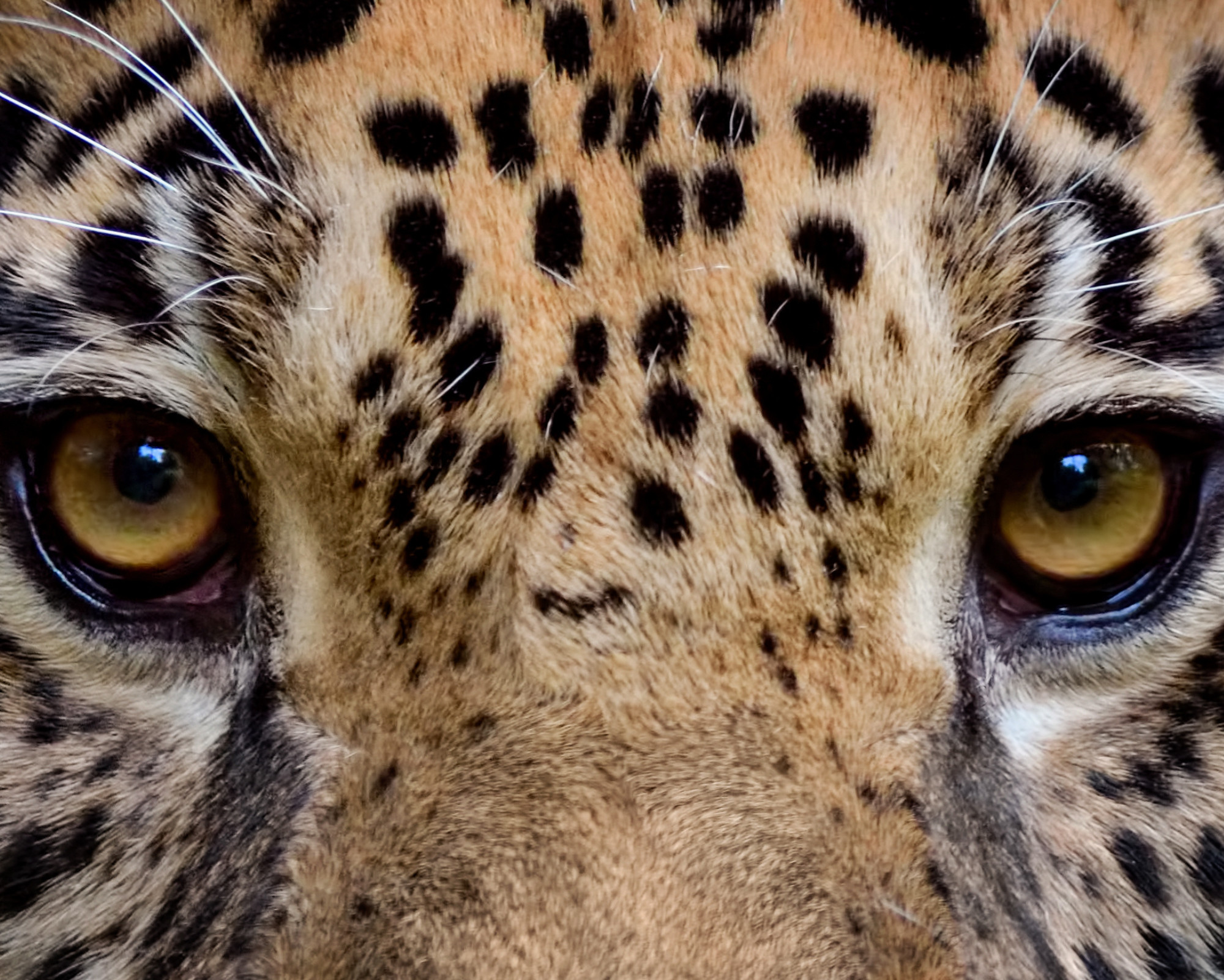Close-up of jaguar eyes filled with intensity and depth, evoking intuition and the piercing vision of the Jaguar as spirit animal.