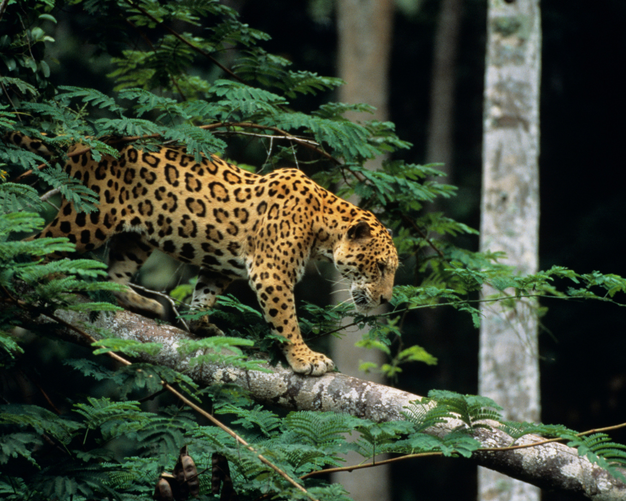 Jaguar as Spirit Animal Meaning Jaguar walking gracefully along a tree branch in the rainforest, symbolizing balance and agility, like the Jaguar as spirit animal moving between worlds.