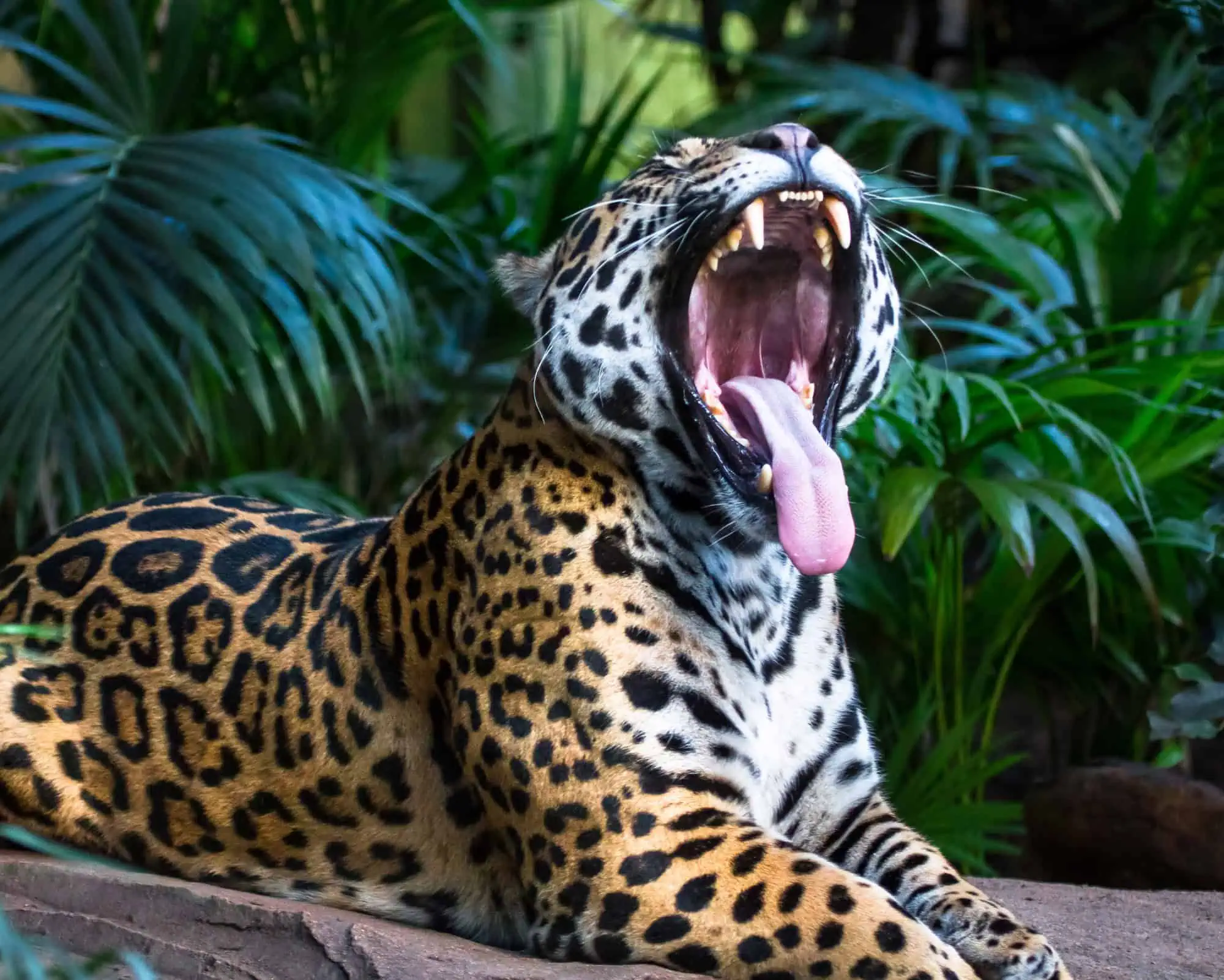 Jaguar as Spirit Animal Meaning Jaguar yawning powerfully in the jungle, showing vitality and raw primal force, mirroring the Jaguar as spirit animal’s untamed spirit.