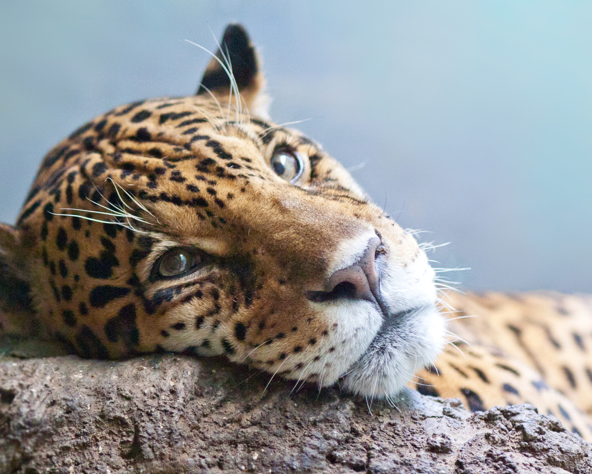 Jaguar as Spirit Animal Meaning A close-up of a resting jaguar gazing softly ahead, symbolizing introspection and calm strength — a visual reflection of the Jaguar as spirit animal.