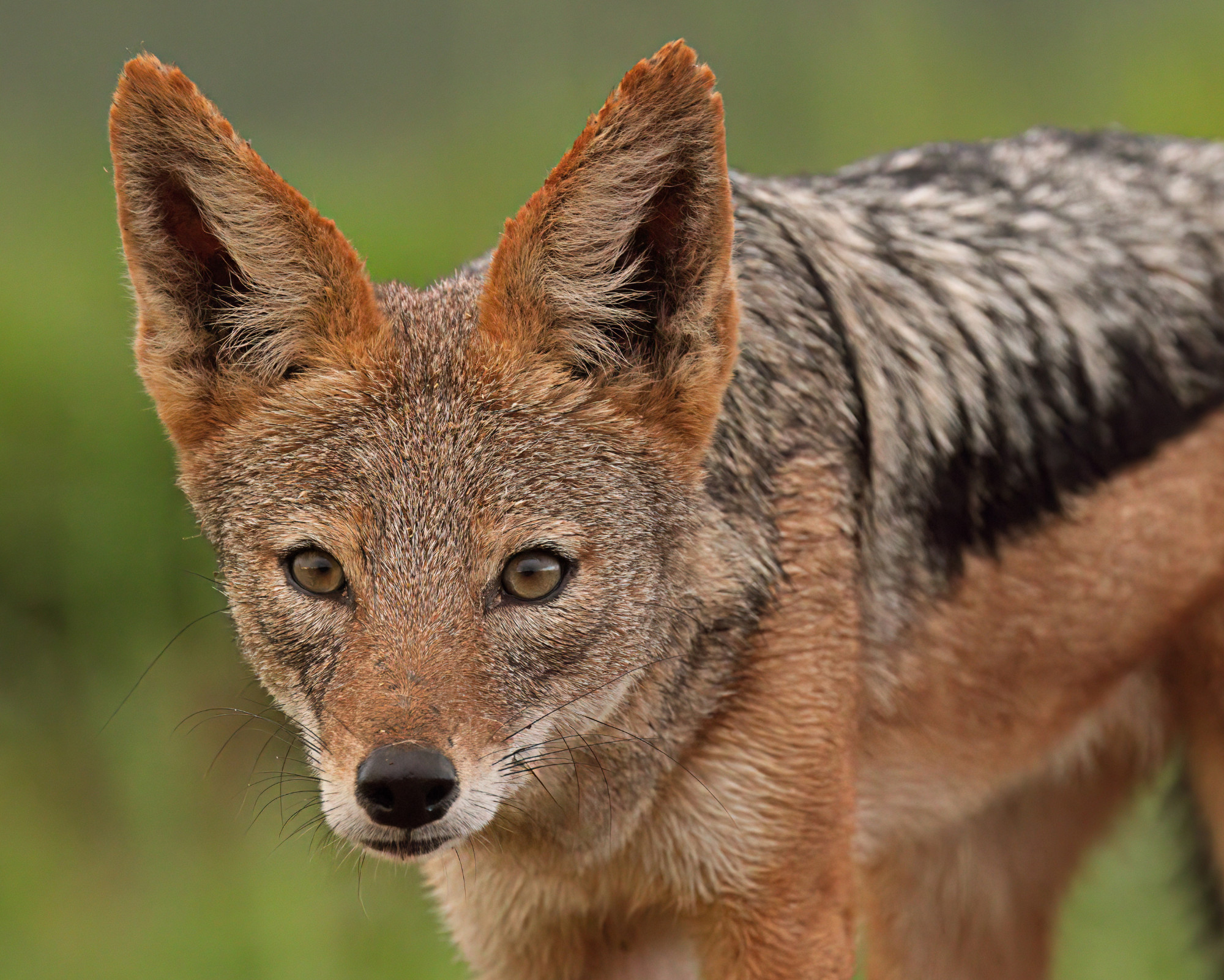A jackal looking directly at the camera with intense golden eyes, reflecting the mystery and intuition of the Jackal spirit animal.