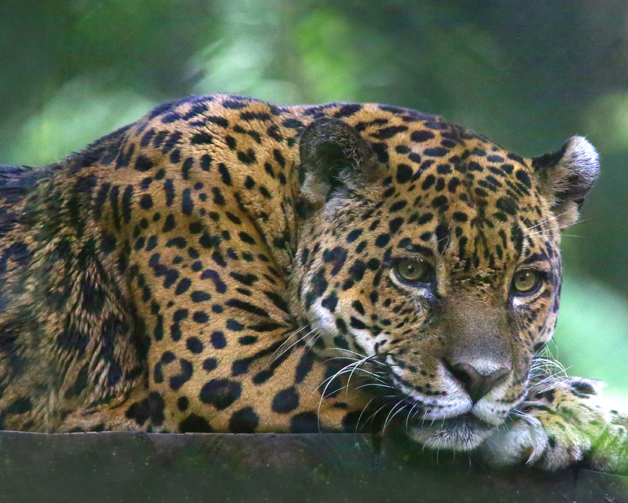 Jaguar as Spirit Animal Meaning Jaguar lying low with a watchful gaze, radiating mystery, patience, and sacred strength — all qualities of the Jaguar as spirit animal.