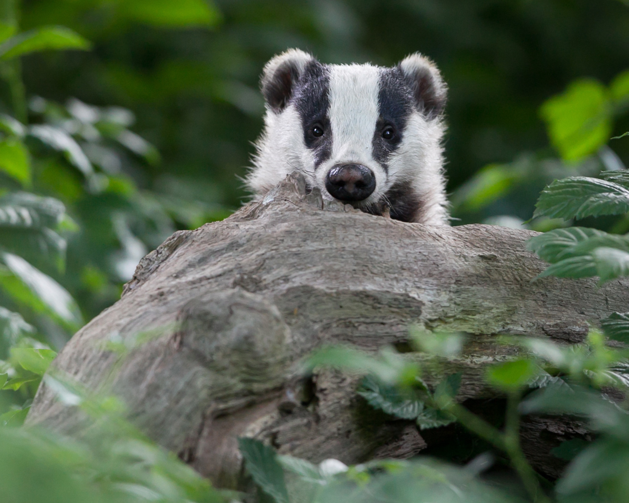 What the Badger Spirit Animal Reveals About Your Soul A curious badger peeking over a fallen log in the forest, capturing the intuitive awareness and protective nature of the Badger Spirit Animal.
