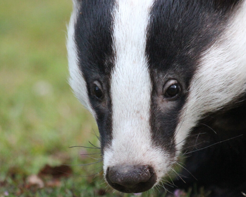 What the Badger Spirit Animal Reveals About Your Soul A close-up of a badger’s face highlighting its iconic white stripe and intense gaze, representing the clarity and truth of the Badger Spirit Animal.