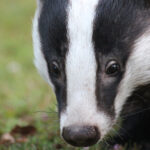 A close-up of a badger’s face highlighting its iconic white stripe and intense gaze, representing the clarity and truth of the Badger Spirit Animal.