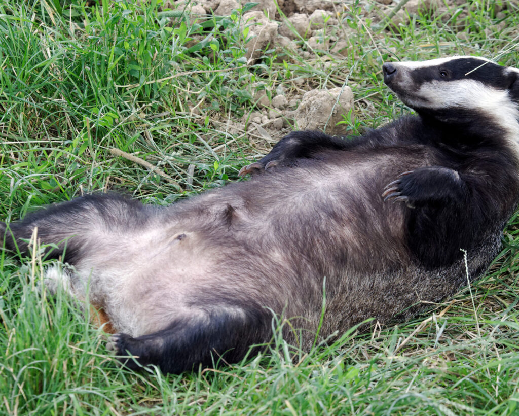What the Badger Spirit Animal Reveals About Your Soul A relaxed badger lying on its back in the grass, reflecting the Badger Spirit Animal’s connection to grounding, rest, and natural instinct.