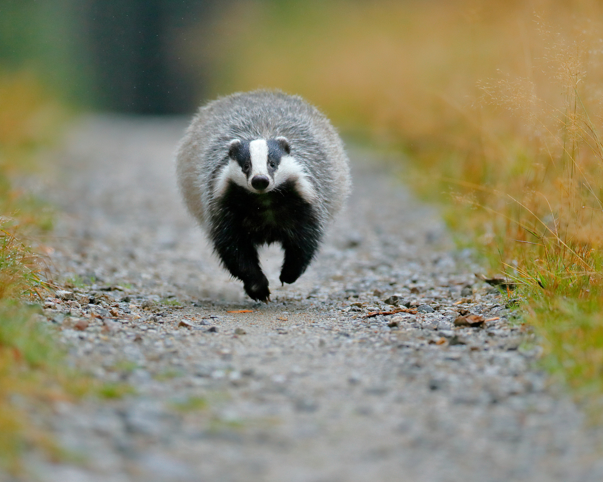 What the Badger Spirit Animal Reveals About Your Soul A European badger running confidently along a forest path, symbolizing the determination and grounded power of the Badger Spirit Animal.