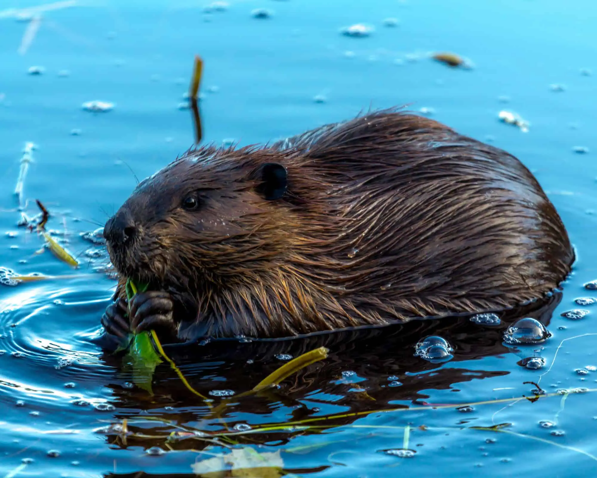 A beaver floating in blue water while eating vegetation, expressing the nurturing and steady life-force of the Baever Spirit Animal.