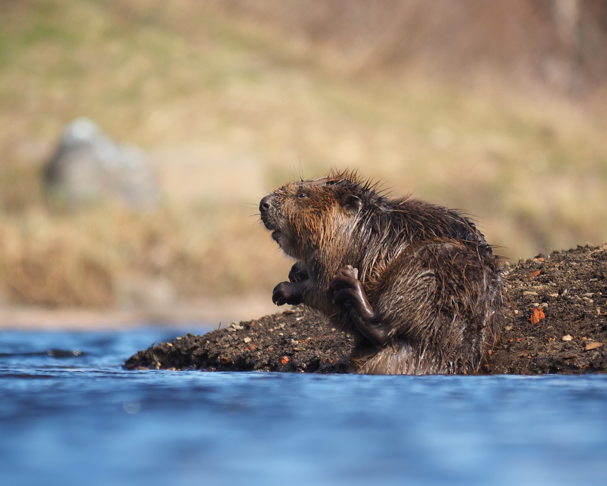 A beaver sitting on a muddy riverbank while grooming itself, capturing the grounded and intentional energy of the Baever Spirit Animal.