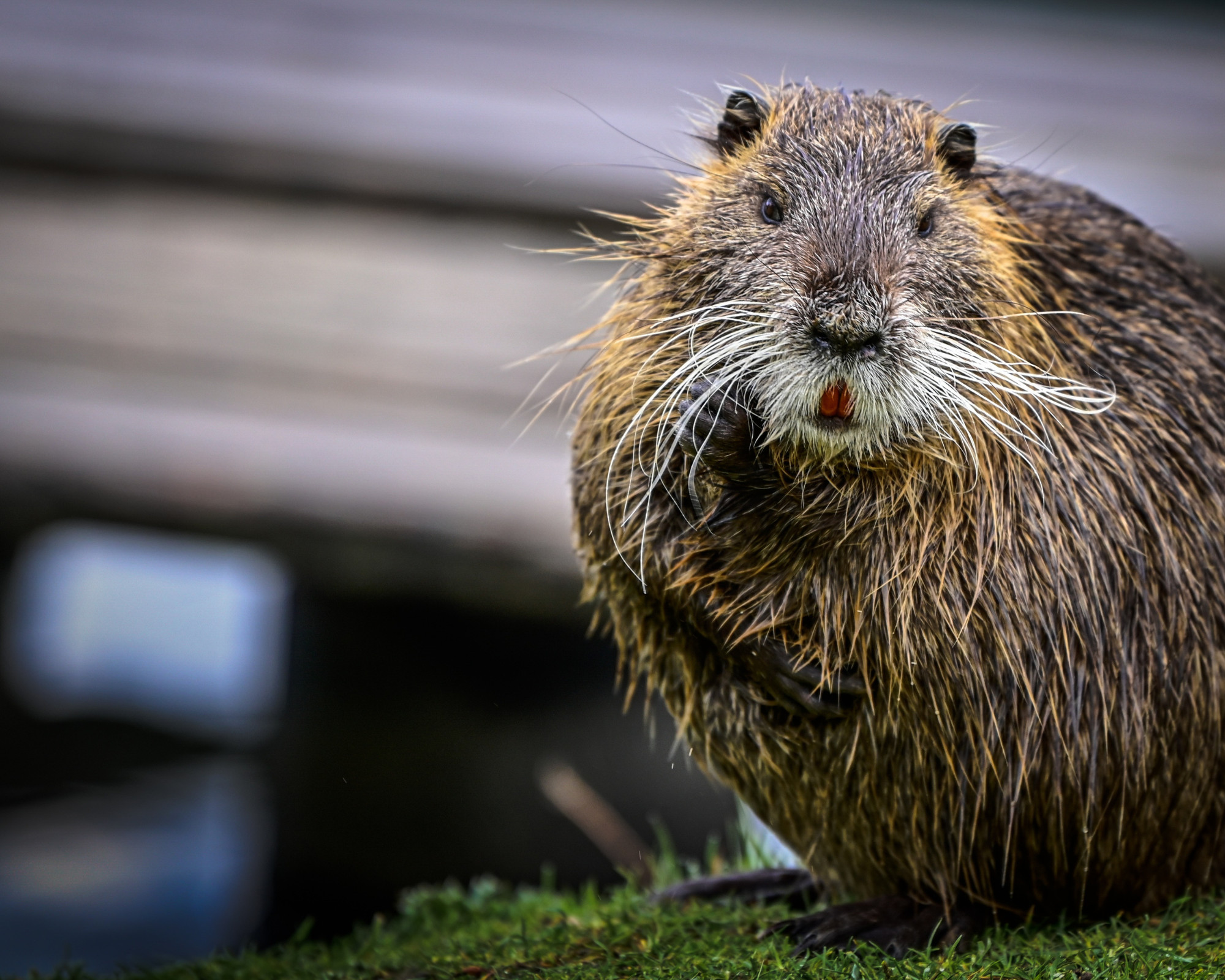 A close-up portrait of a wet beaver with long whiskers, representing the observant and meticulous qualities of the Baever Spirit Animal.