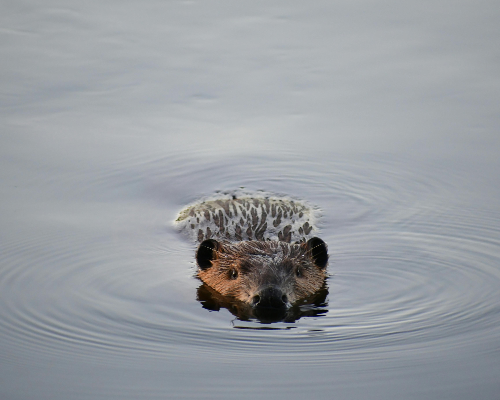 A beaver swimming directly toward the camera, its reflection rippling in the water, symbolizing emotional flow and awareness in the Baever Spirit Animal.