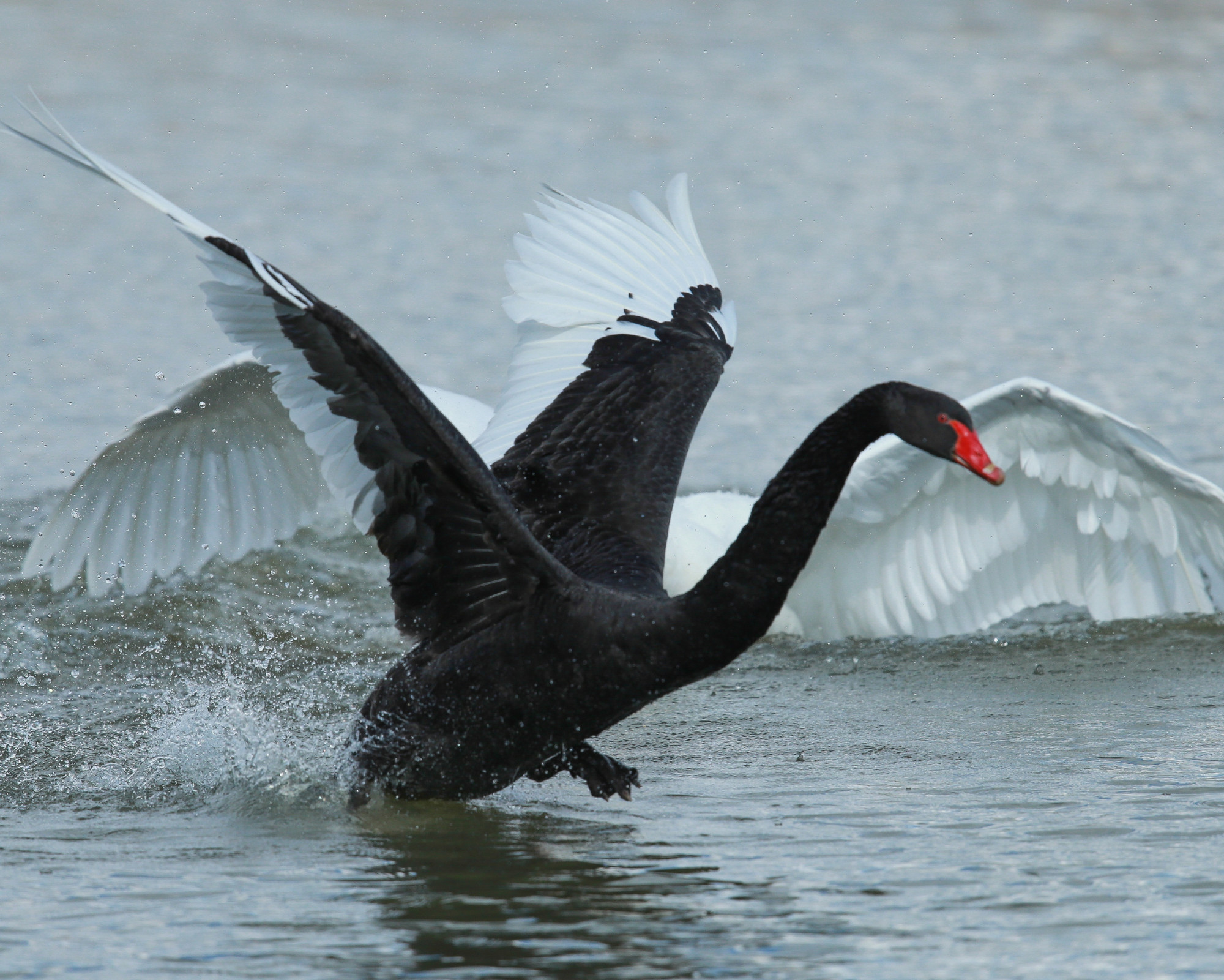 Black and white swans interacting on the water, showing contrast and duality reflected in the Black Swan Spirit Animal.