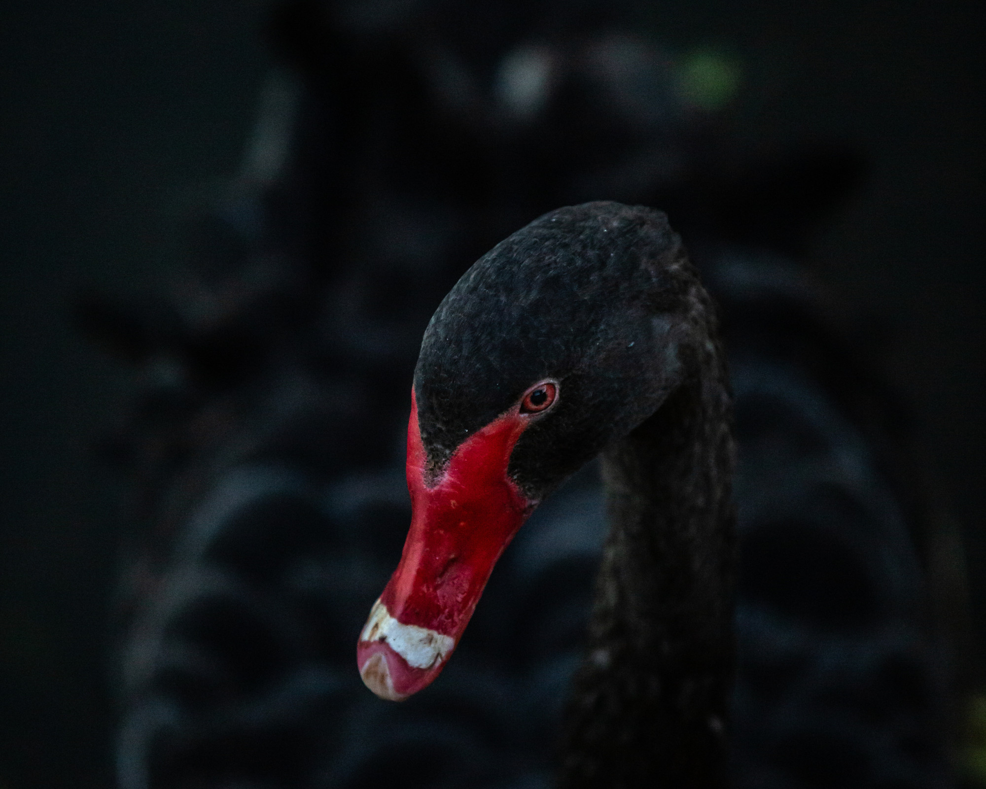 Close-up portrait of a black swan with a red beak against a dark background, capturing the intense gaze of the Black Swan Spirit Animal.