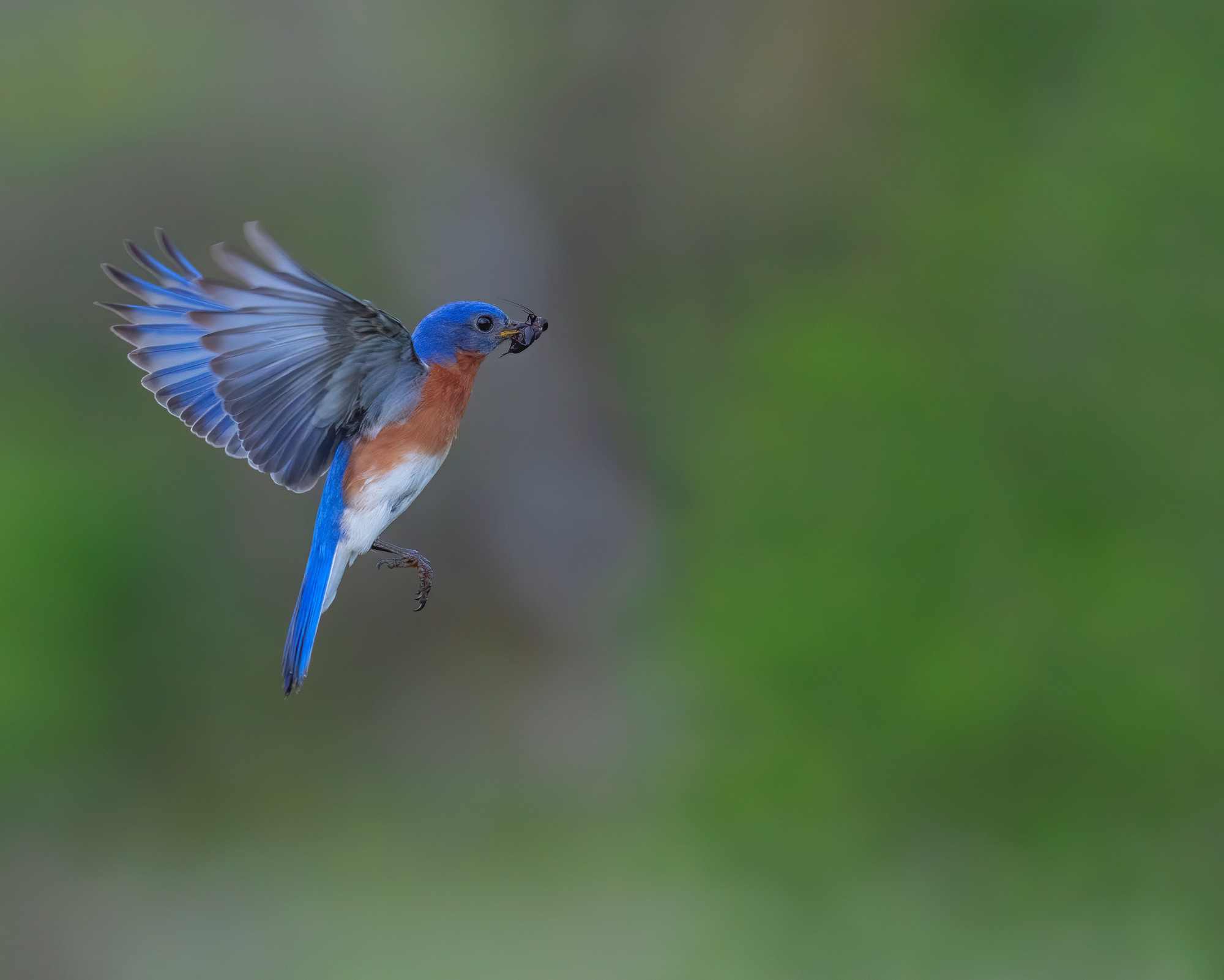 Bluebird Spirit Animal in flight holding food, symbolizing nurturing energy, balance, and divine provision.