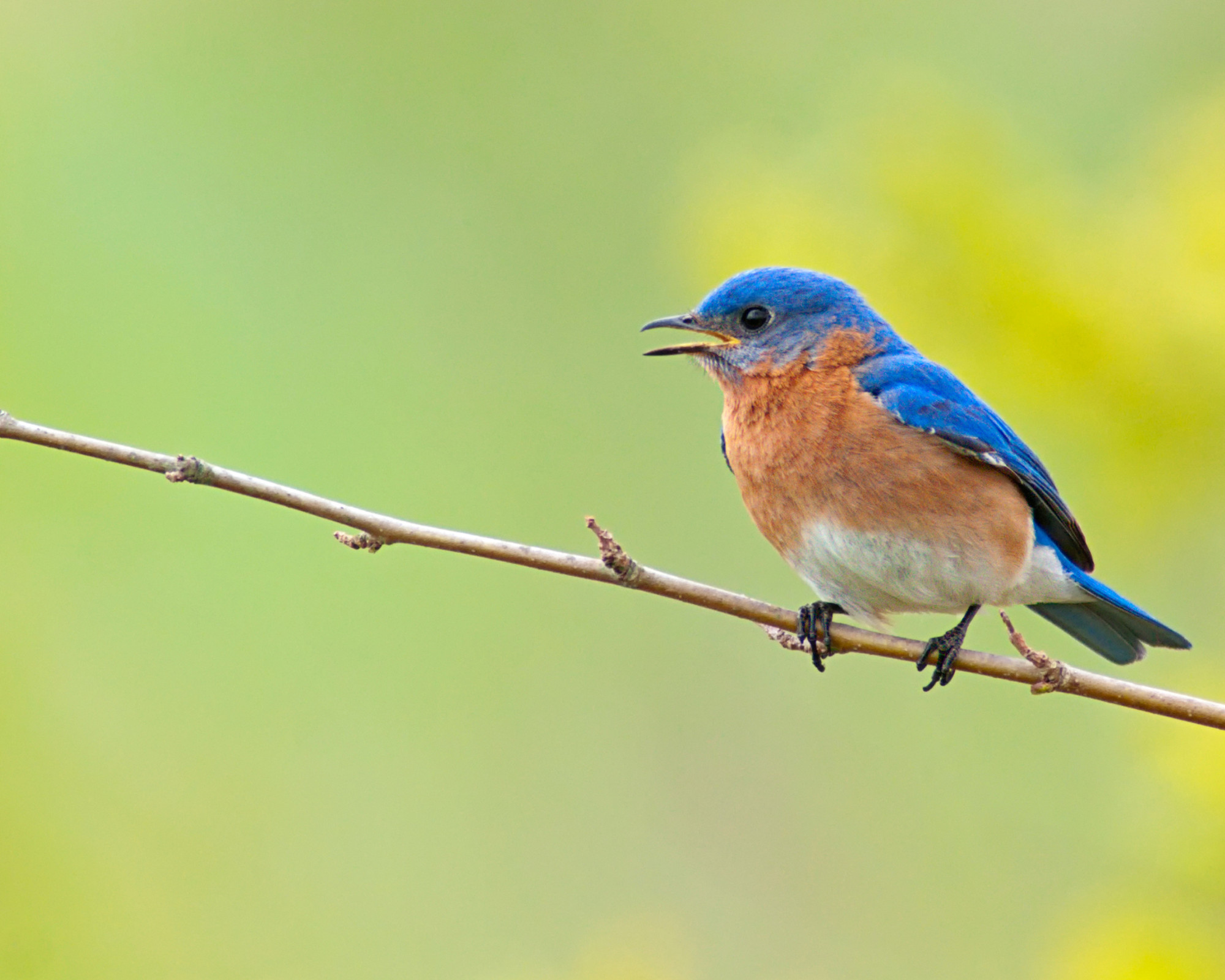 Bluebird Spirit Animal resting on a branch, associated with hope, optimism, and soulful communication.