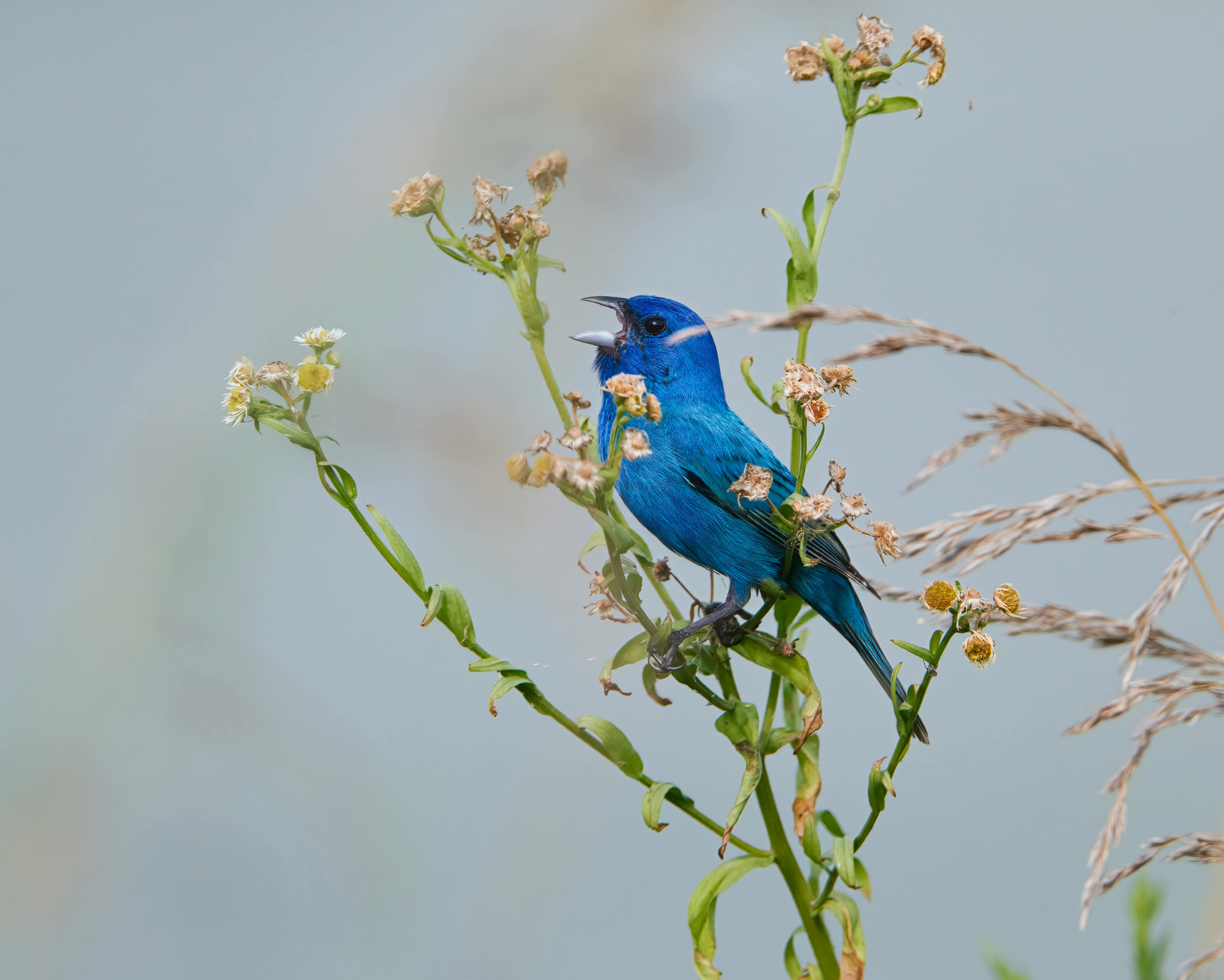 Bluebird Spirit Animal perched among wildflowers, symbolizing harmony with nature and gentle spiritual guidance.