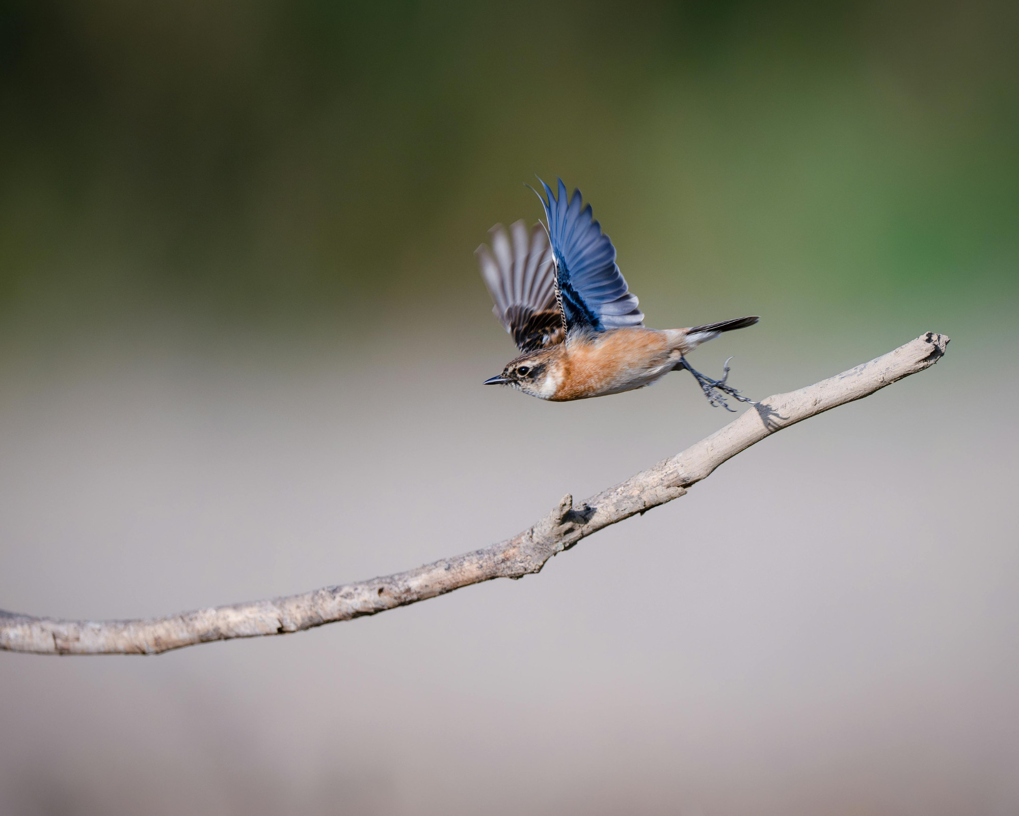 Bluebird Spirit Animal captured mid-flight as it leaves a branch, representing new beginnings and emotional renewal.