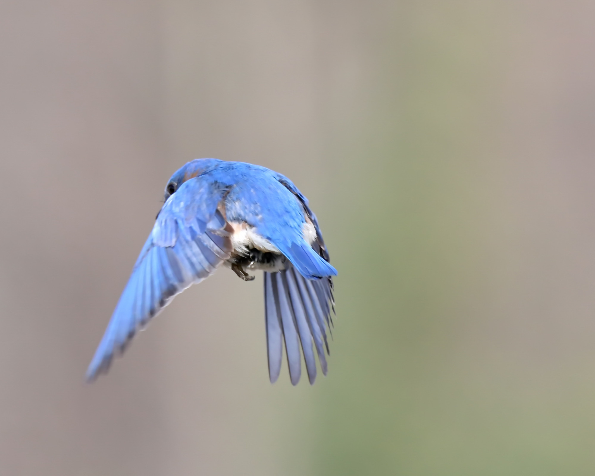 Bluebird Spirit Animal flying freely with wings spread, symbolizing joy, freedom, and spiritual upliftment.